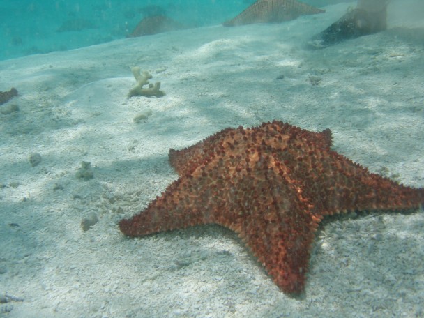 quantidade de estrelas do mar em banco de areia