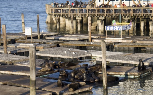 pier39