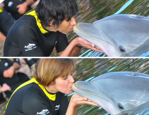 beijando os golfinhos