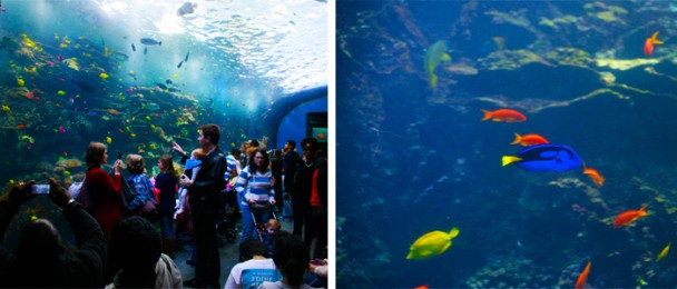 Georgia_Aquarium_Ocean_barreiradecorais