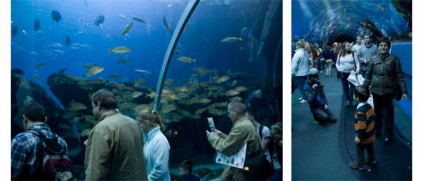 Georgia_Aquarium_Ocean_tunel