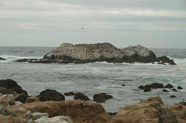 Bird Rock