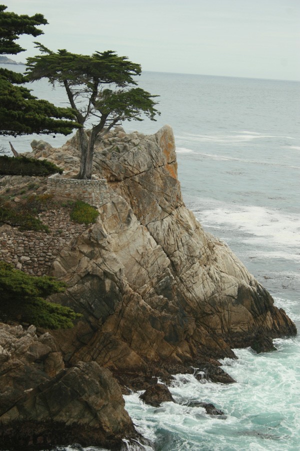 Lone Cypress