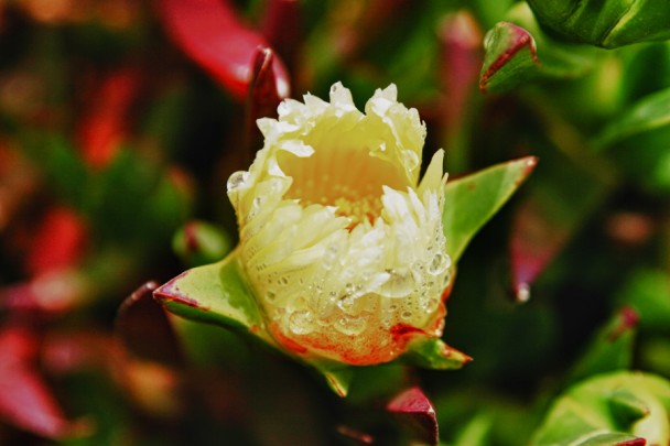 Flor silvestre depois da chuva em Rock Point