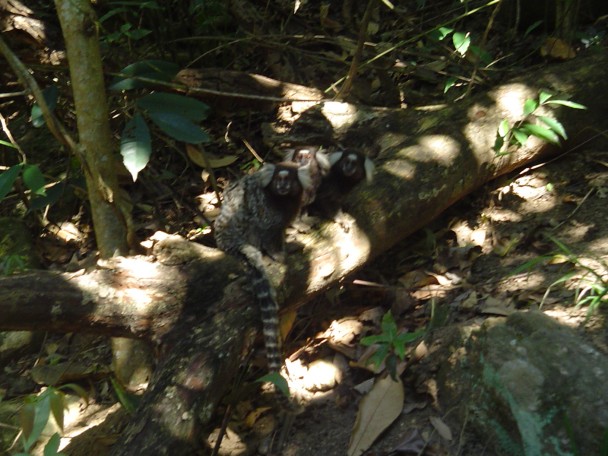 Os macaquinhos