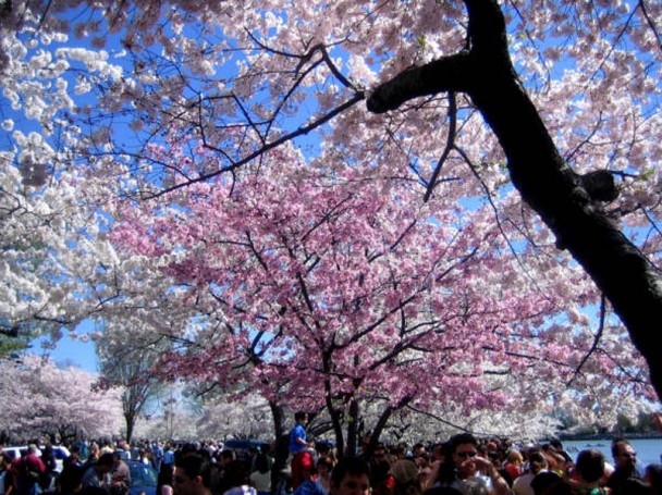 explorando o tidal basin