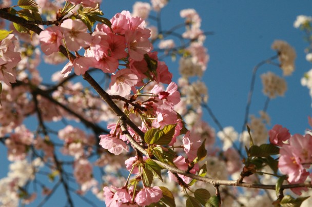 cherry blossoms