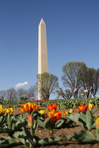 cores e tulipas exóticas