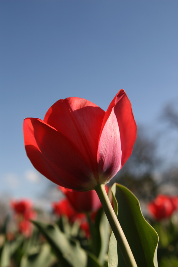 tulipa