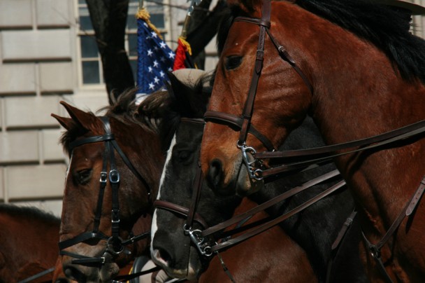 Cavalos da Policia Militar