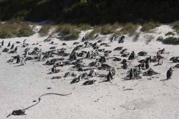 Praia dos pinguins