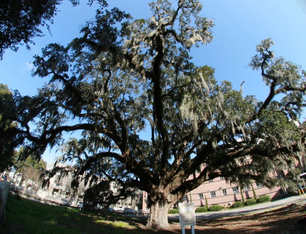 candler Oak