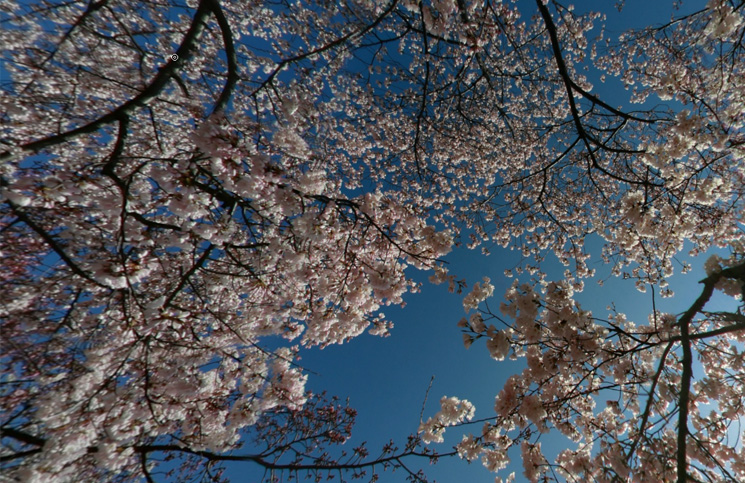 cherryblossoms