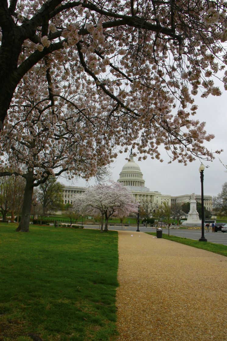 Cherry_Blossoms_Capitol