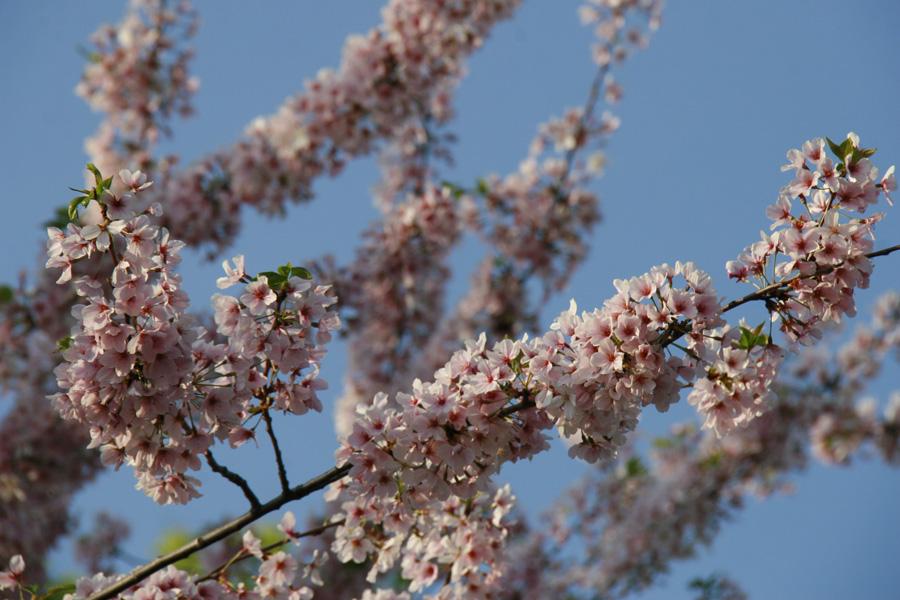 Cherry Blossoms mais branquinhas