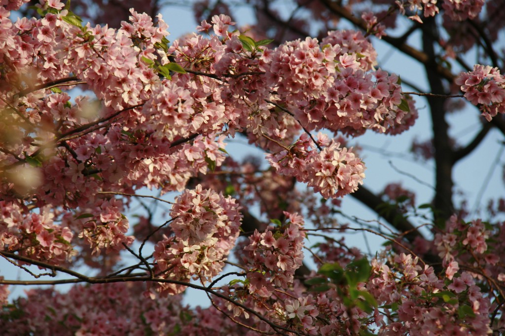 As flores bem rosinhas