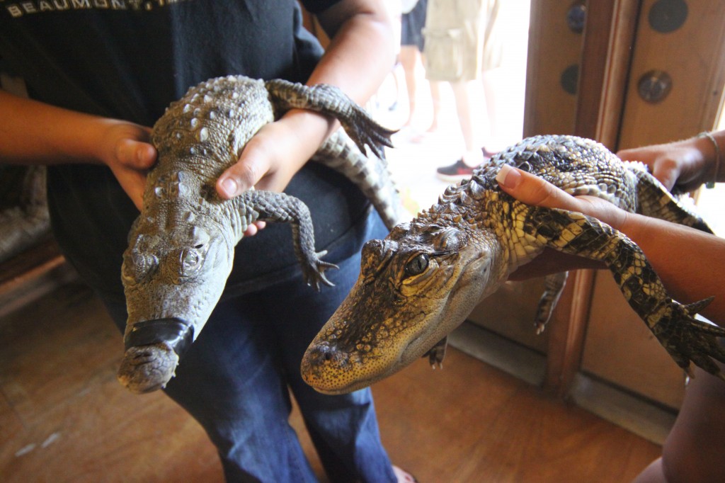 Um filhote de crocodilo e um de jacaré no Gator Country em Beaumont, Texas