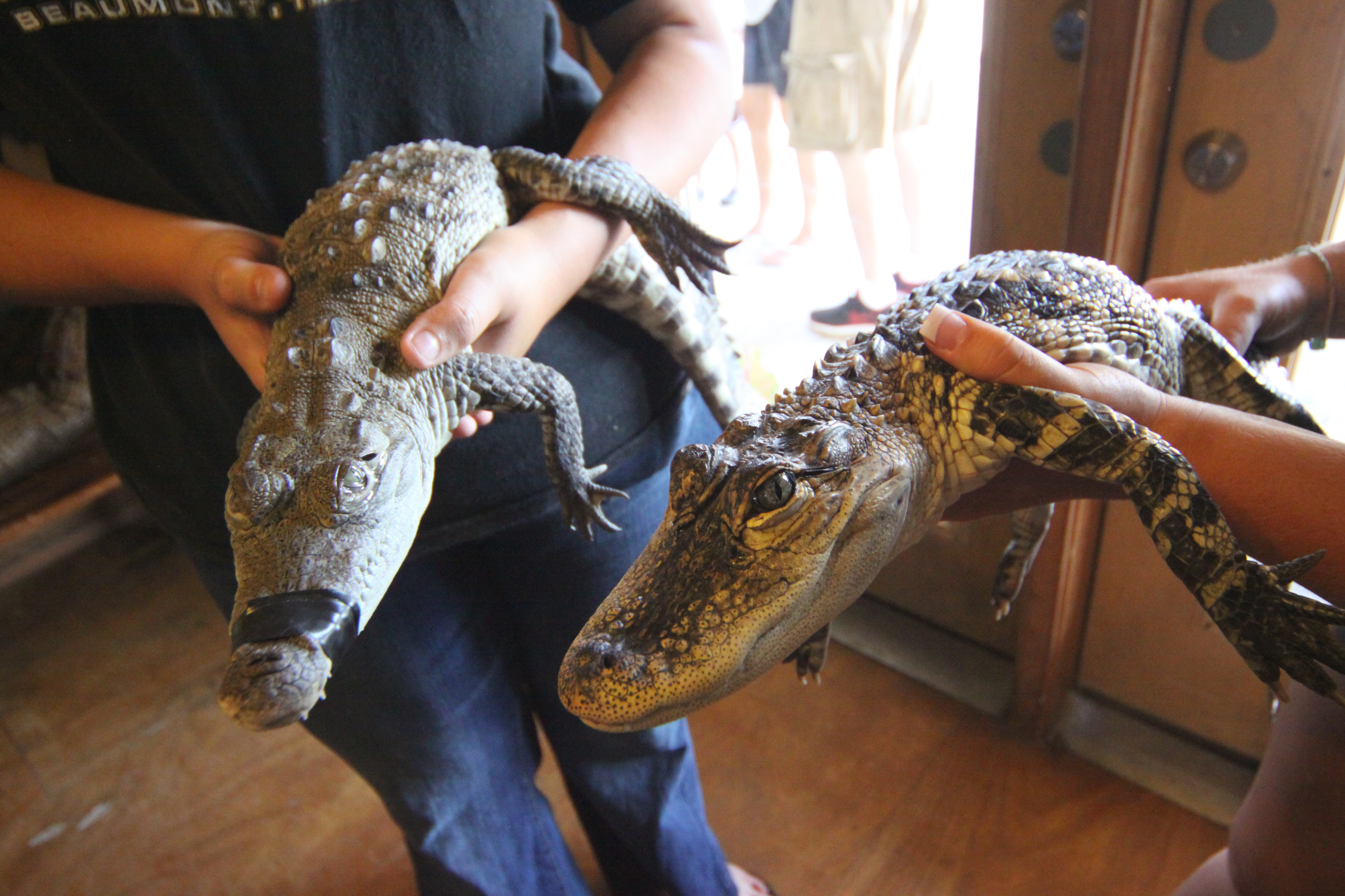 Featured image of post Crocodilo Vs Jacar Diferen a Outra diferen a que o jacar n o possui os dentes superiores alinhados com os inferiores