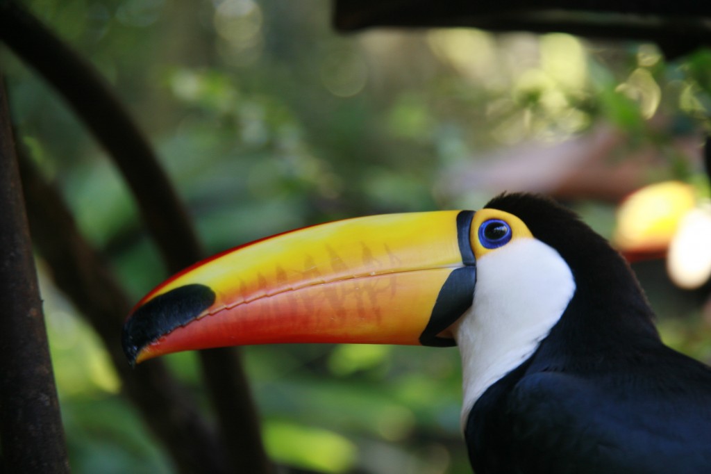 tucano parque das aves