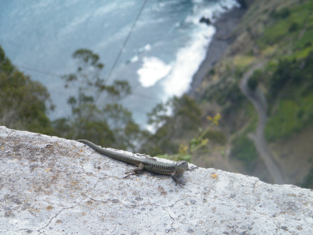 lagartixa madeira