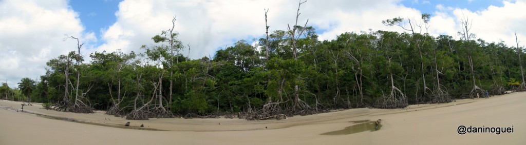 Enormes mangueiros da Praia Goiabal