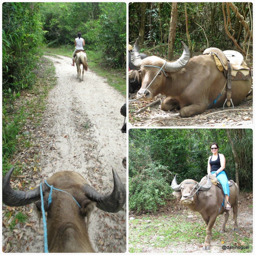 Fazenda Sao Jeronimo - montaria nos bufalos