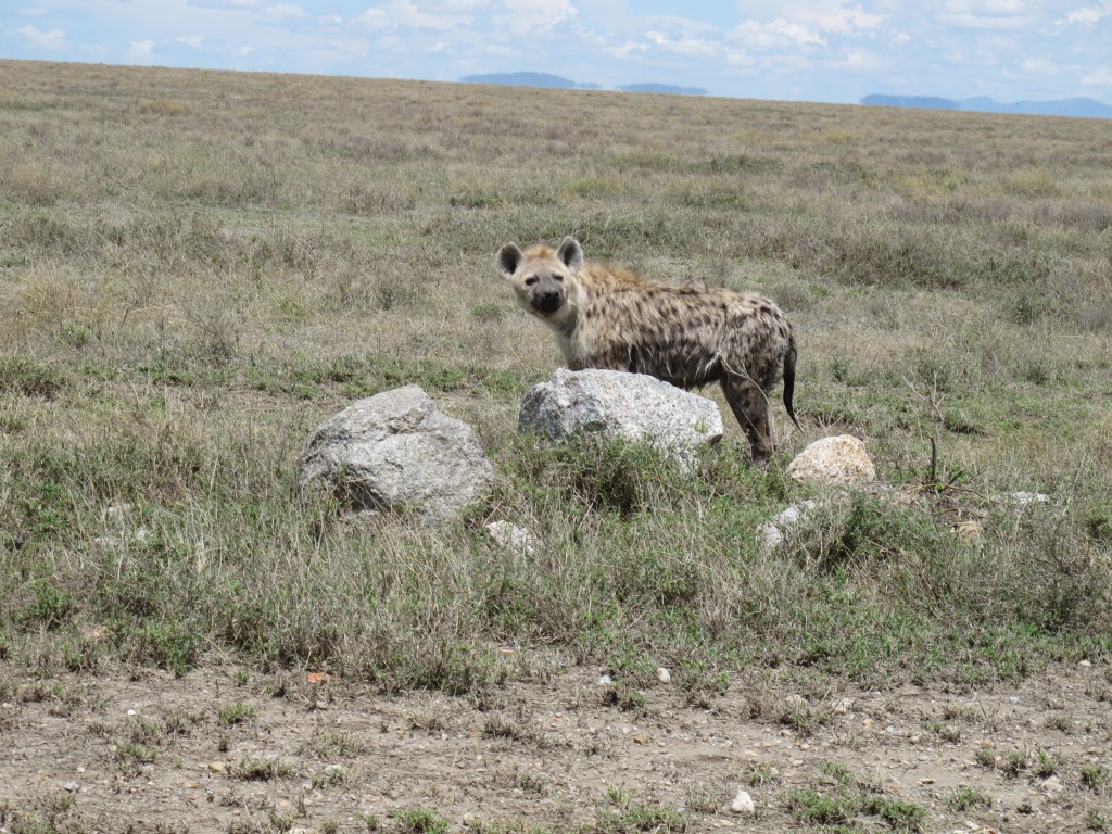 HienaSerengeti