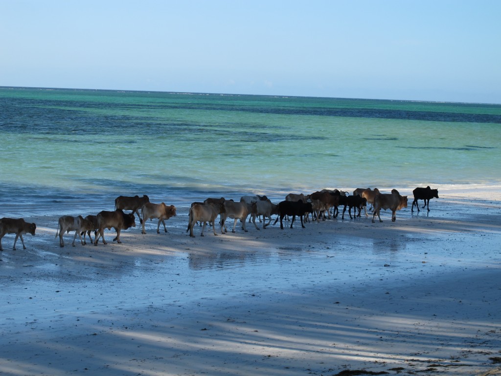 Praia Zanzibar