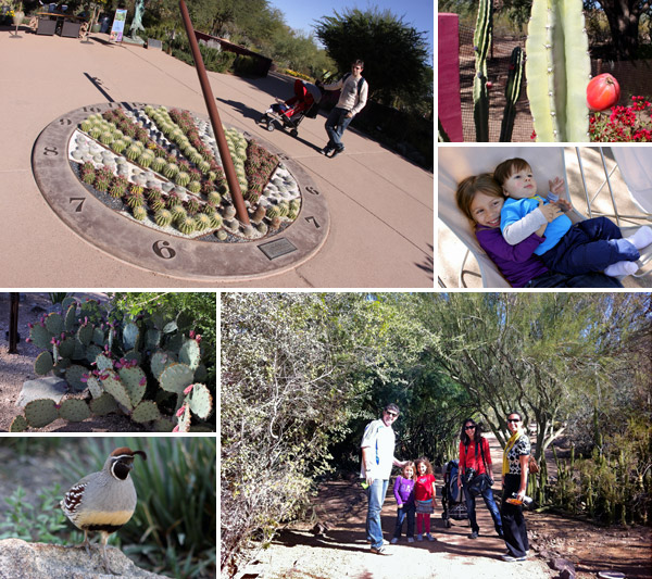 amigos no desert botanical gardens