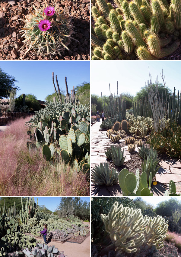 cactos no desert botanical garden