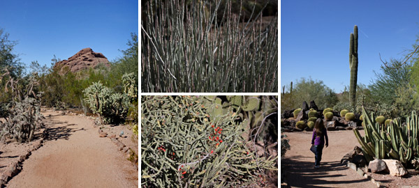 desertbotanicalgardens