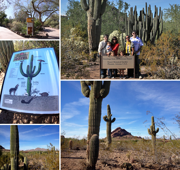 sonoran desert trail