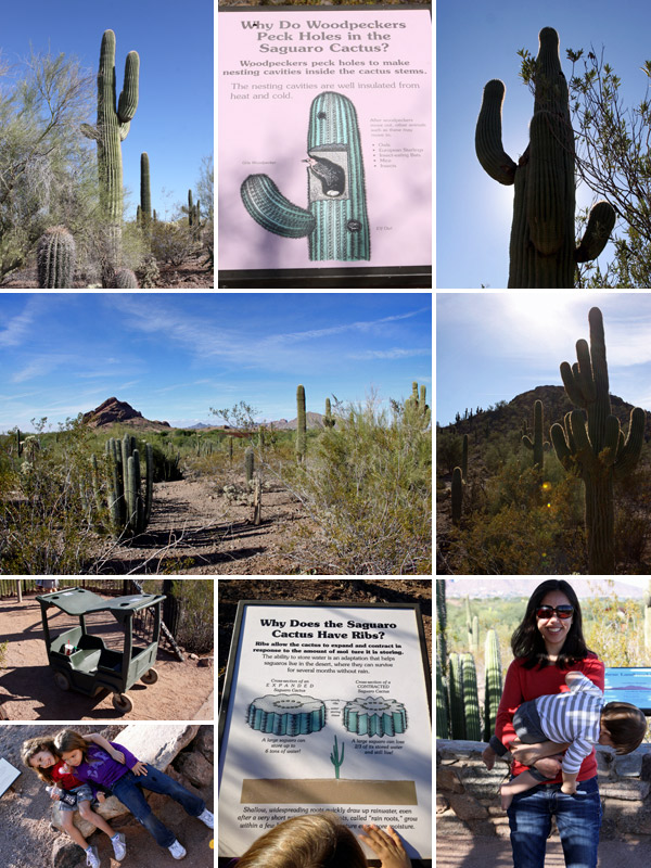 trilha sonoran desert