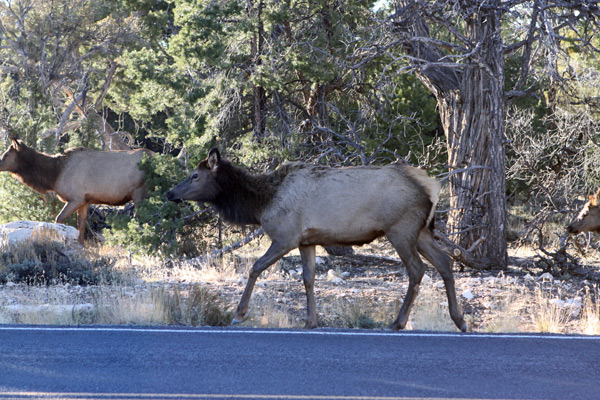 elks no grand canyon