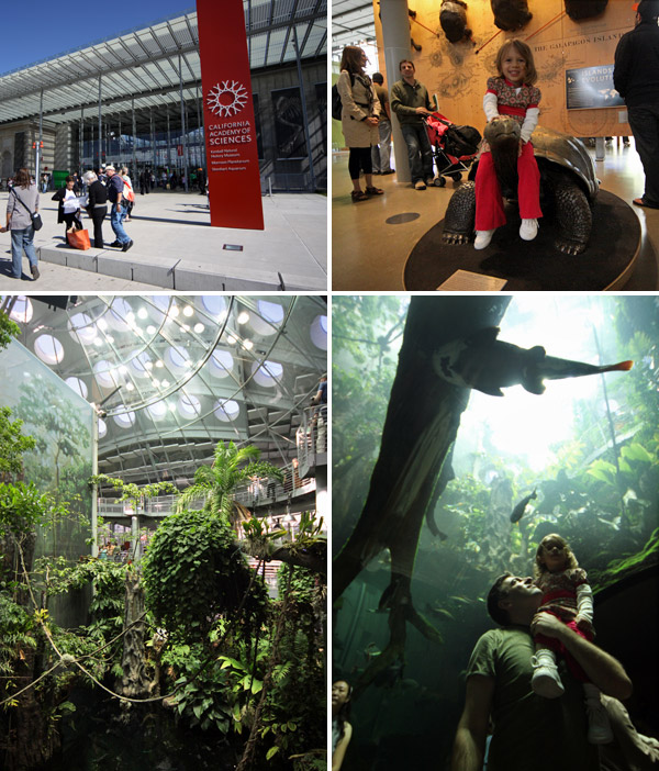 Adoramos a California Academy of Science, principalmente essa área tropical