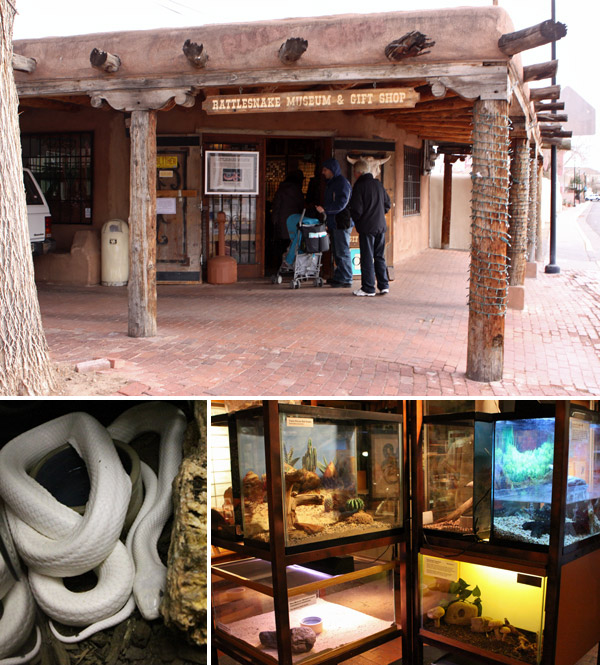 O Rattlesnake Museum em Albuquerque está mais pra loja que museu