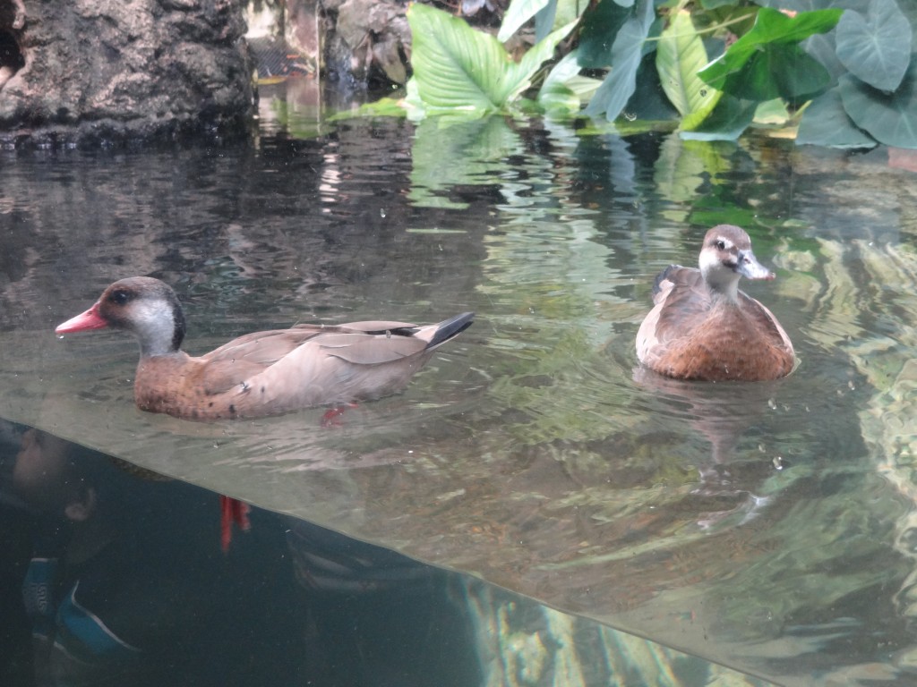 shedd aquarium chicago