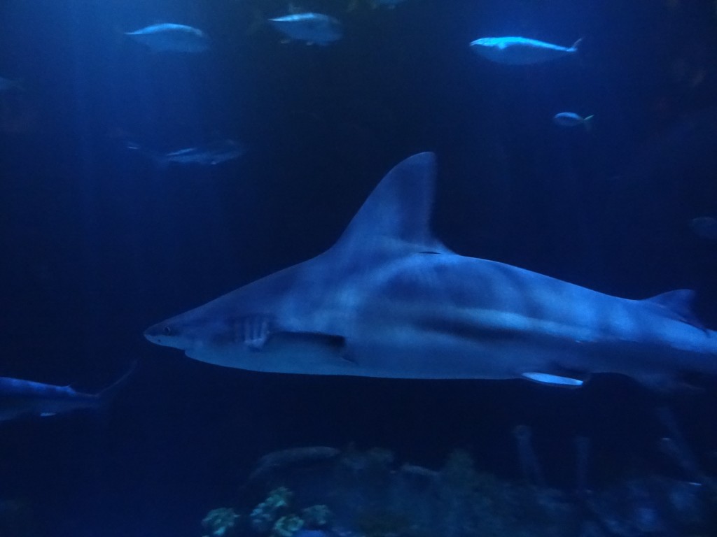 shedd aquarium chicago