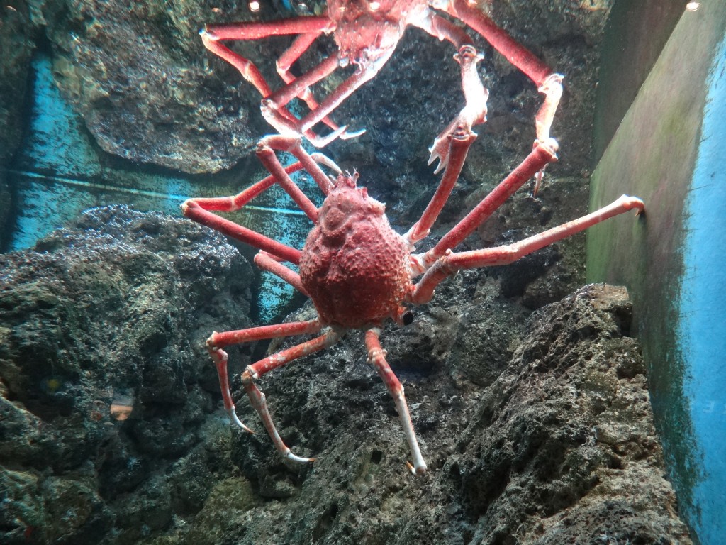 shedd aquarium chicago