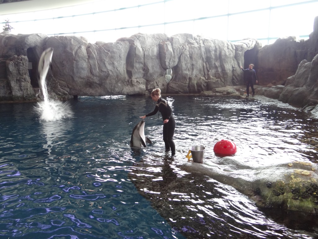 shedd aquarium chicago