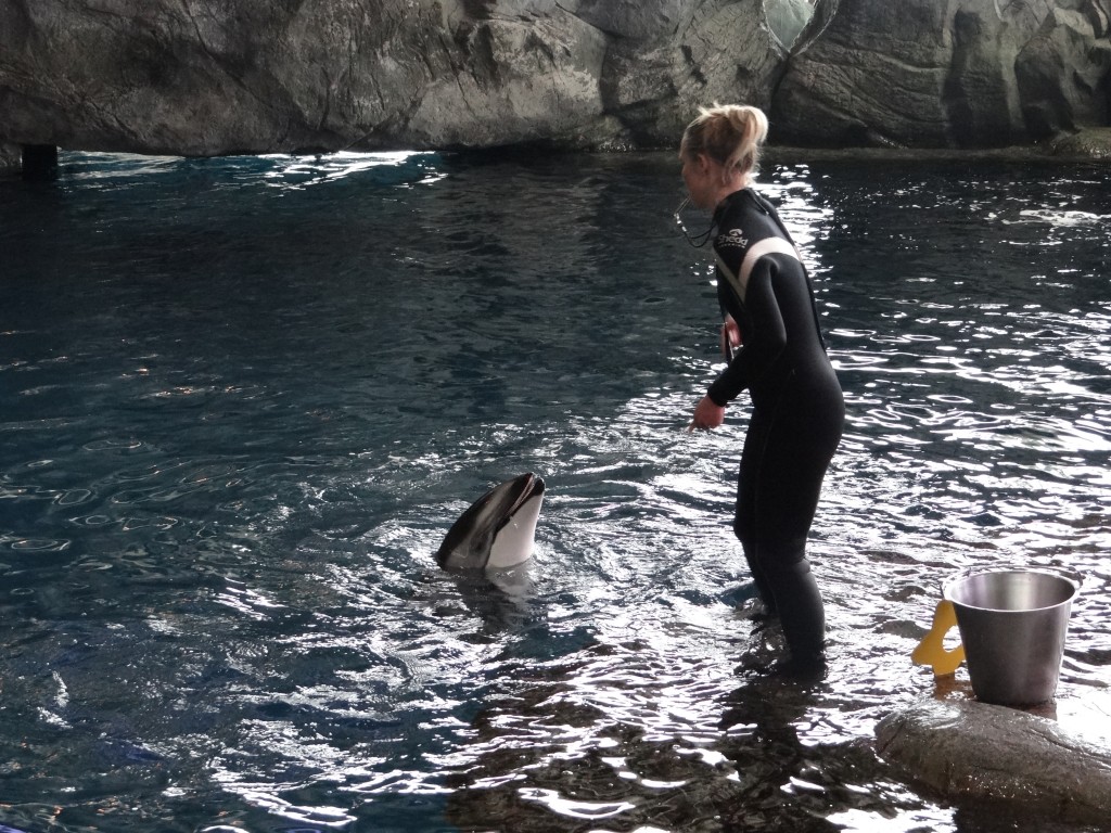 shedd aquarium chicago