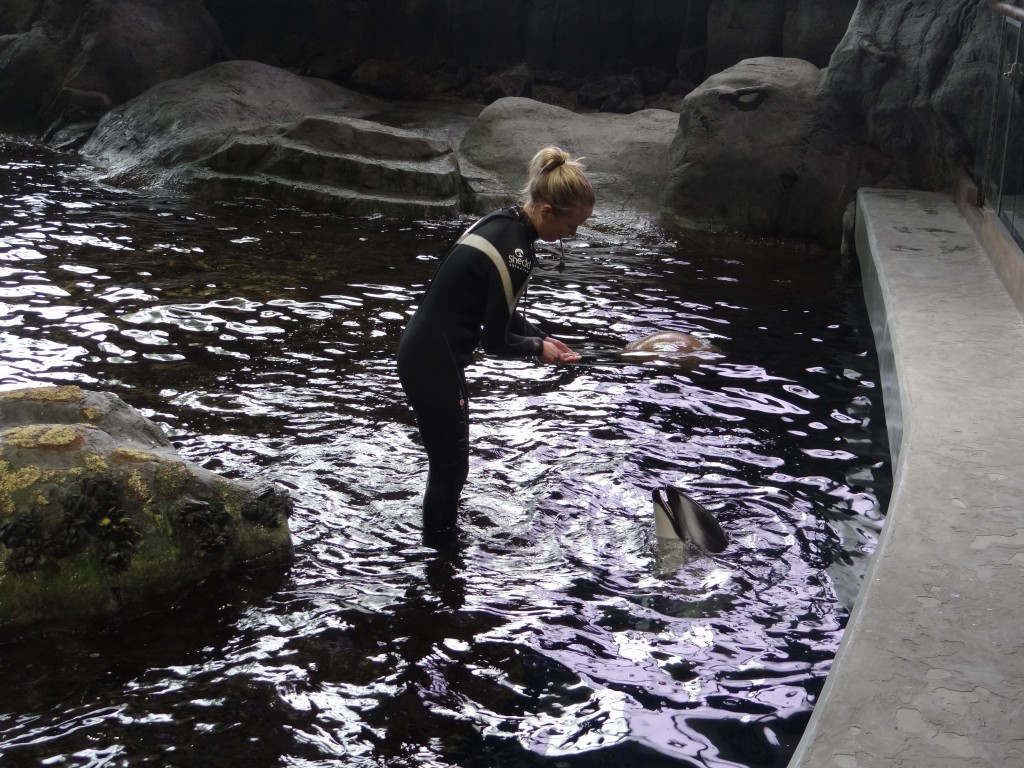 shedd aquarium chicago