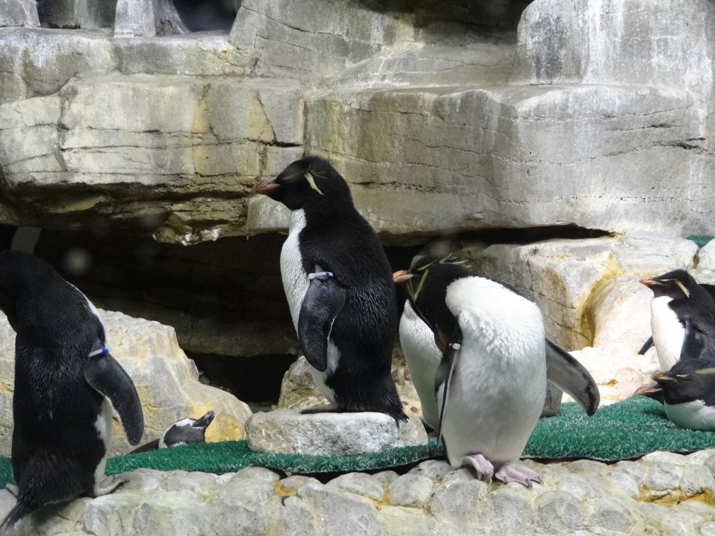 shedd aquarium chicago