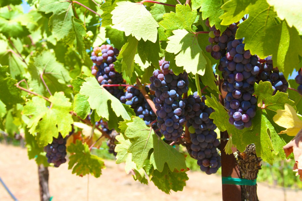 Uvas prontas pra colheita