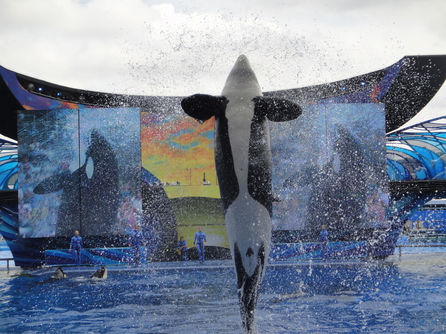 Shamu