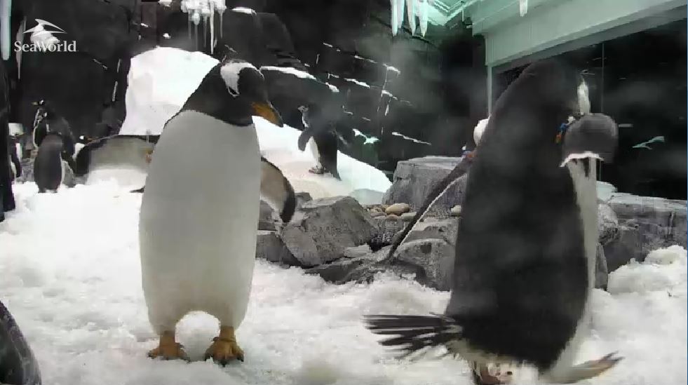 Os pinguins em Antarctica - Orlando 