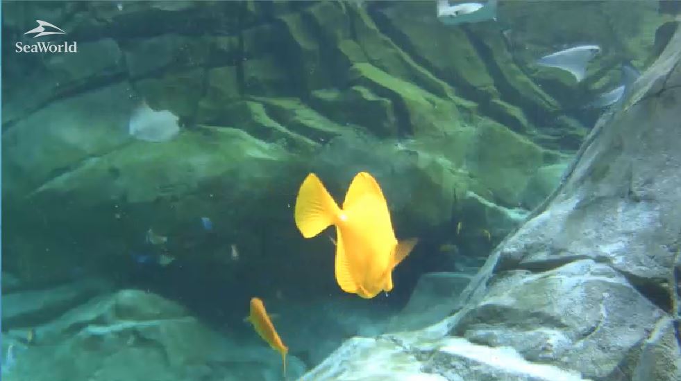 Os peixinhos no tanque das arraias em St Antonio