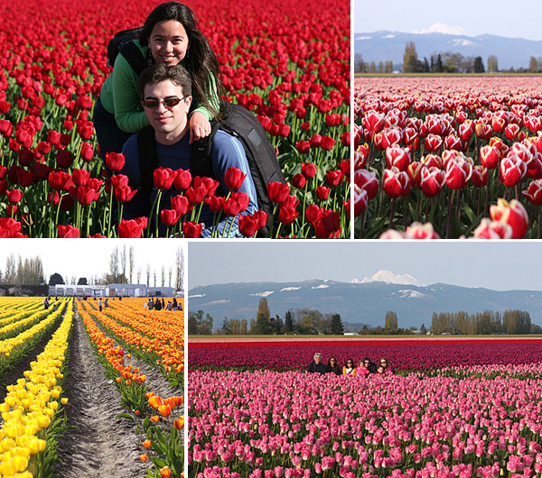 O festival de tulipas de Skagit Valley é imperdível