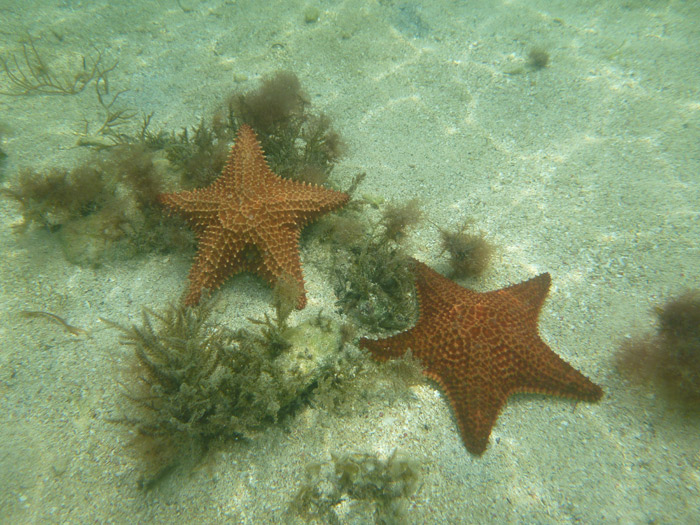 Estrelas do mar são comuns em San Blás