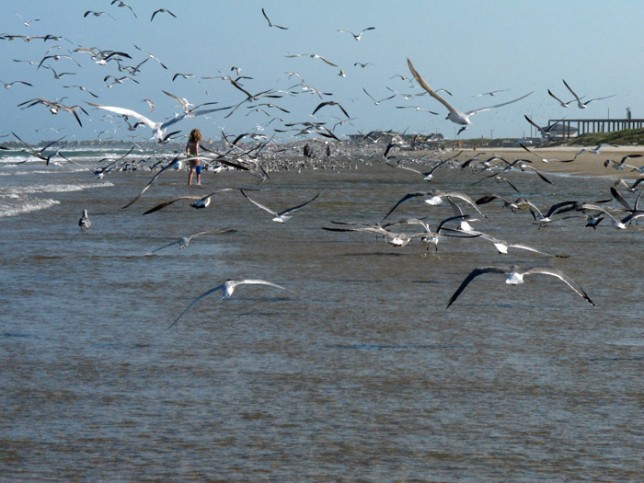 Mais gaivotas do outro lado da praia